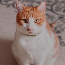 Life’s better with your furry friend by your side? That’s why we’re proud to offer pet-friendly living; because your four-legged roommate deserves VIP treatment too!  Ready to call Tower701 home? Lock in your spot by clicking the link in our bio or contac a picture of a cat sitting down