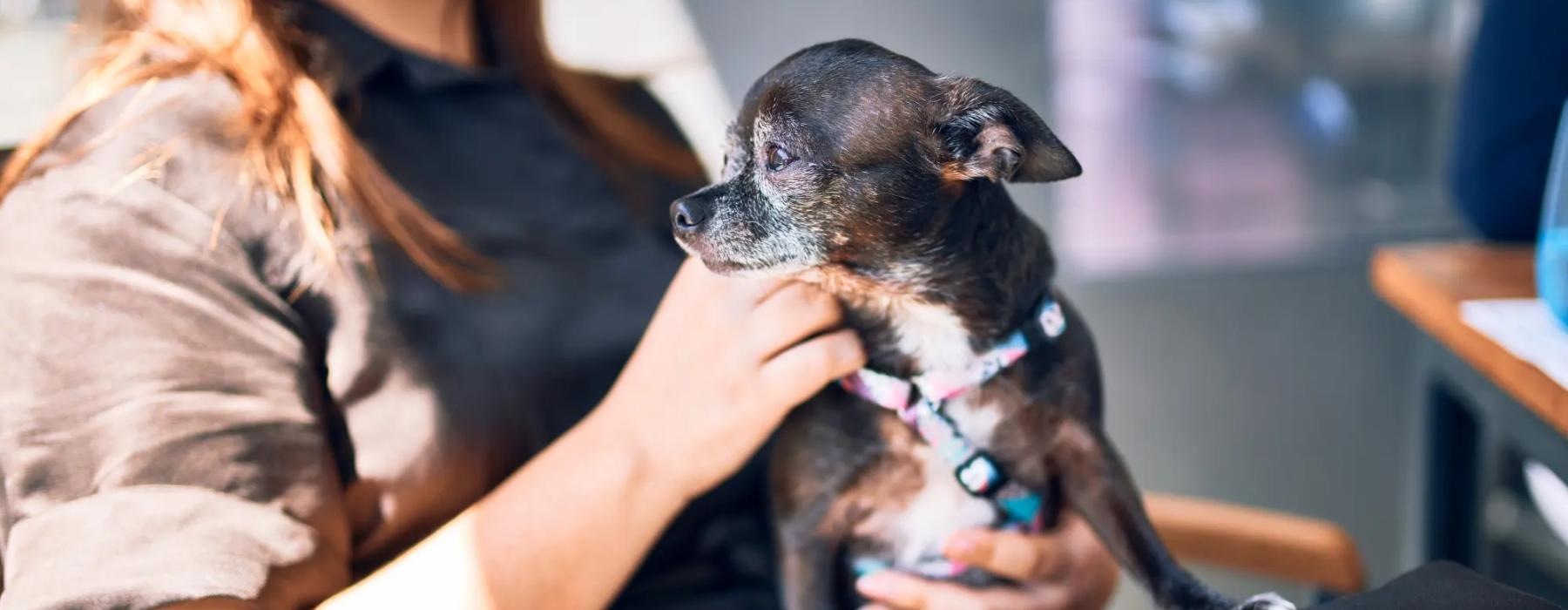 a person holding a dog